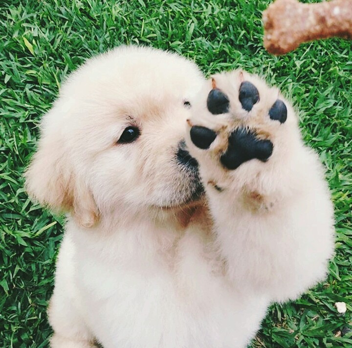 Puppy