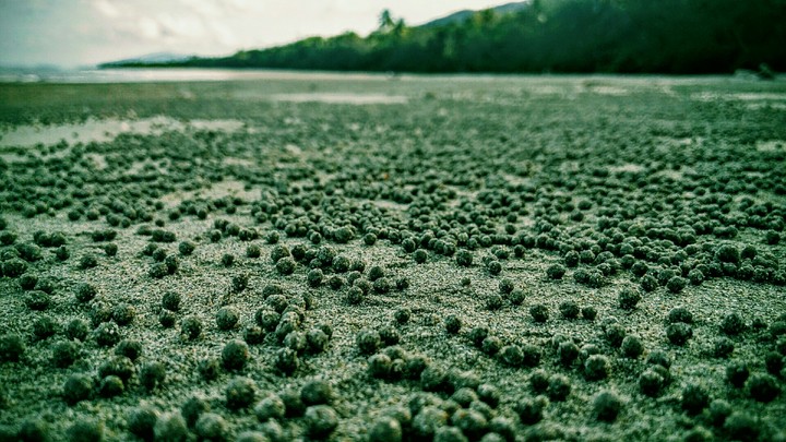 Busy crabs