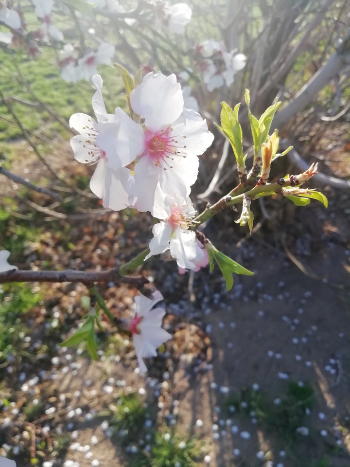 flower❤️