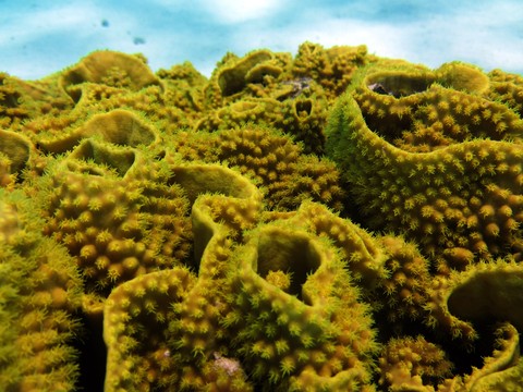 шпалери coral, Yellow