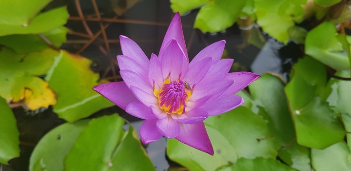 Refreshing Lily