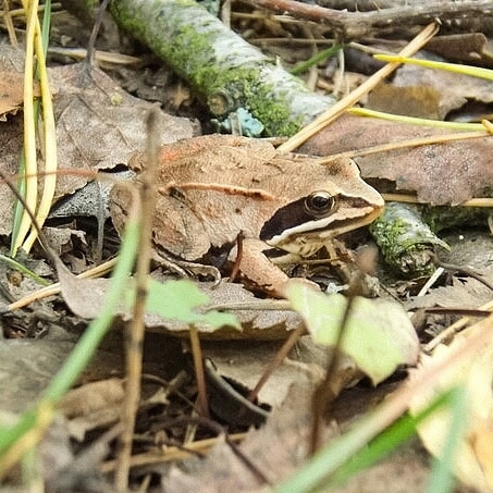 Autumn ?frog