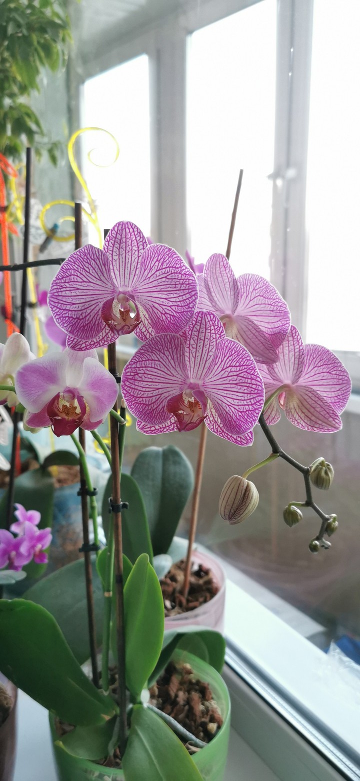 Orchid