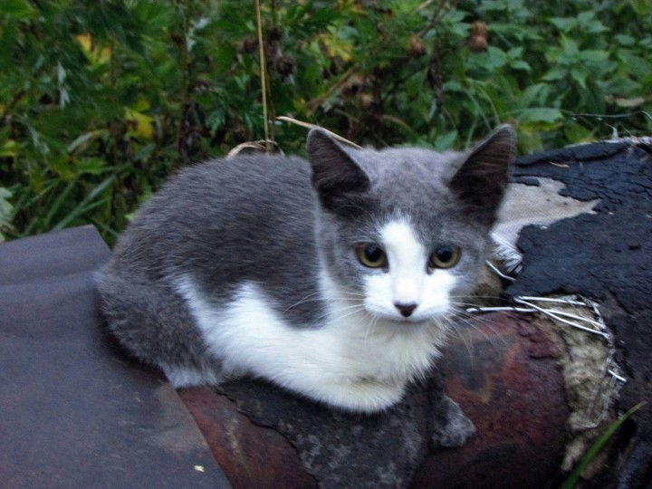 Котенок