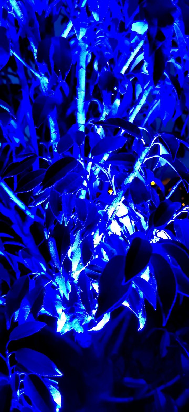 blue