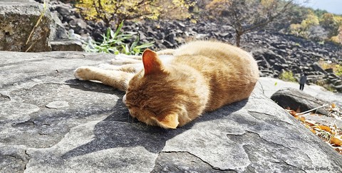 fondos de pantalla cat, plant
