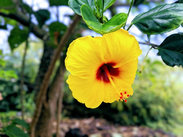 Hawaii Flower