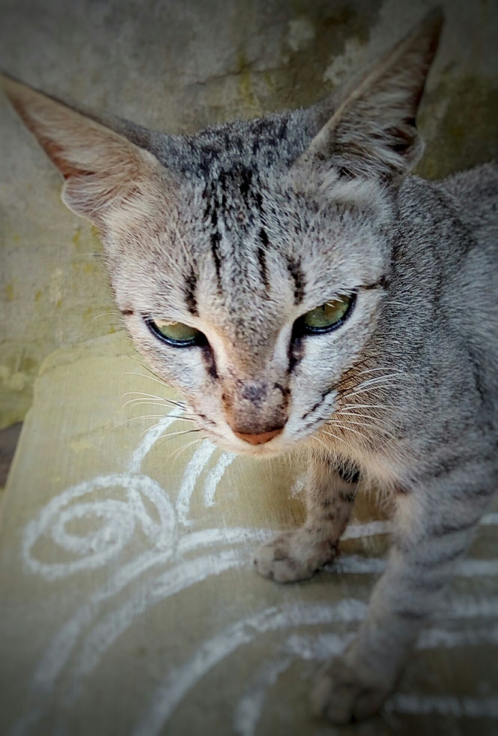 Baby cat