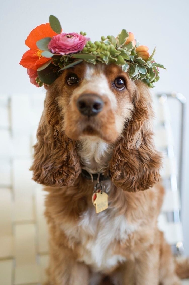 dog