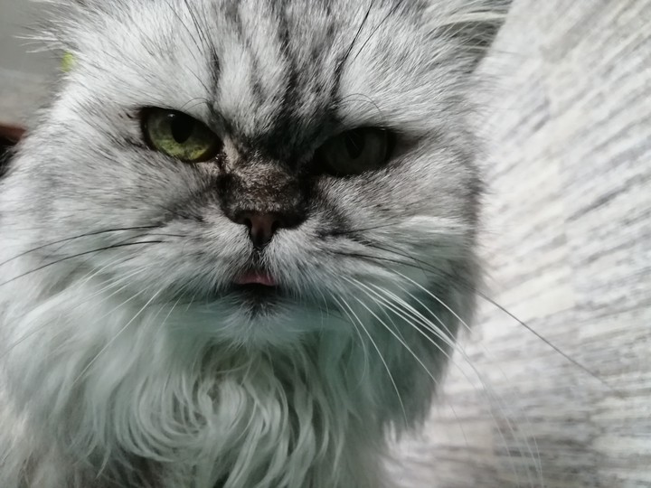 моя косенька