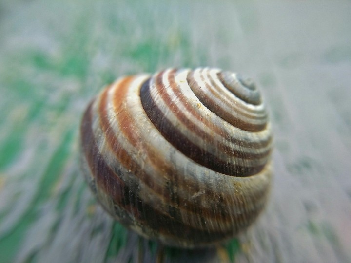 Snail