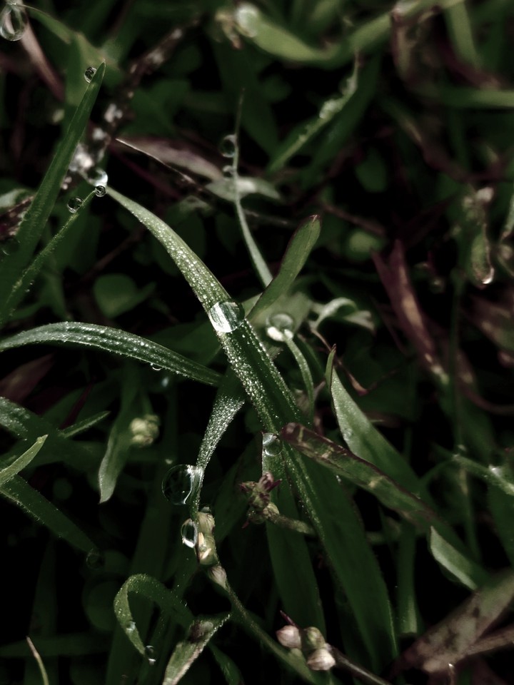 drop