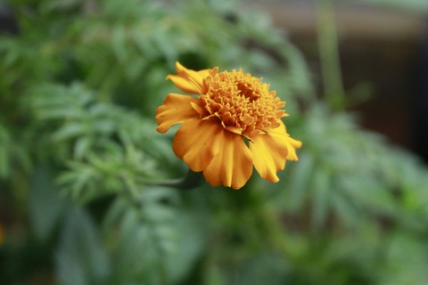 yellow flower
