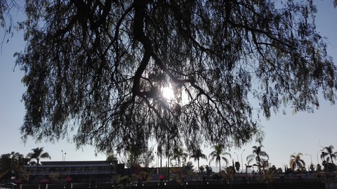 tree, sunlight wallpapers