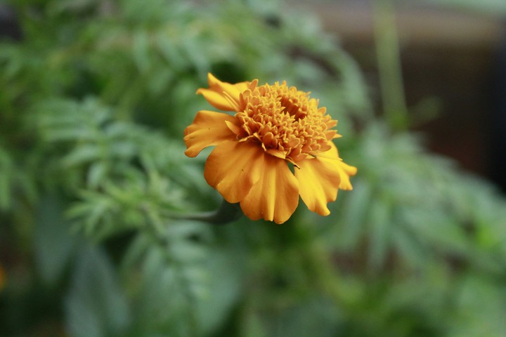 yellow flower