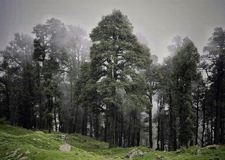 fog in forest