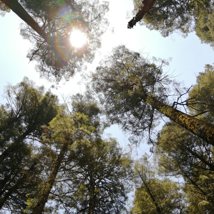 bosque