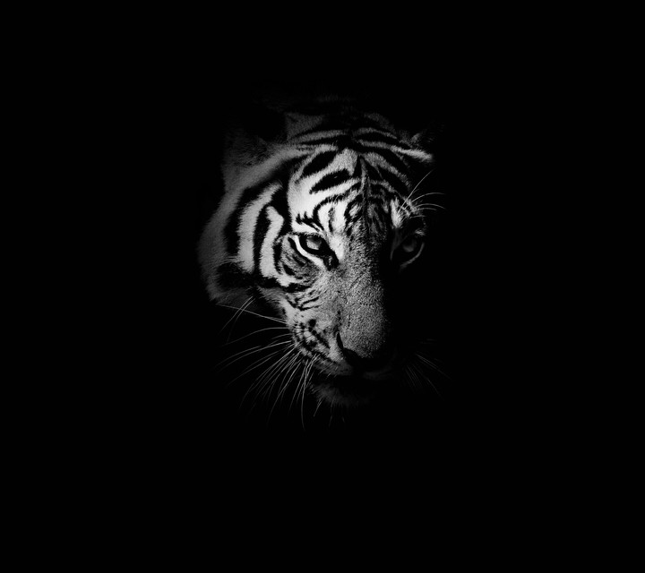 #Tiger #Animal
