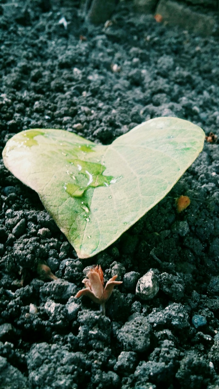 Green leave