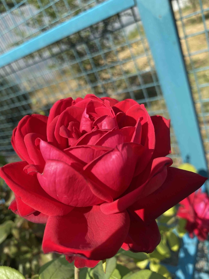 rose