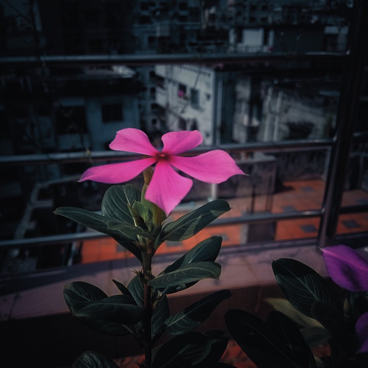 flower