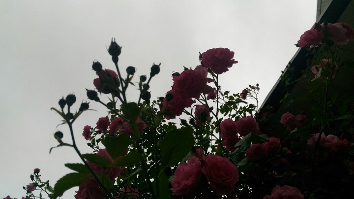 Roses