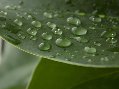 Water drops
