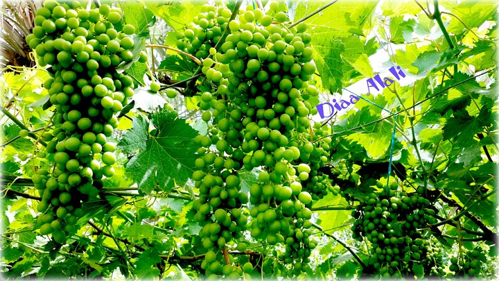 Grapes