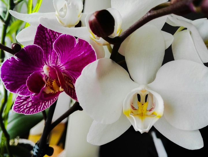 Orchids