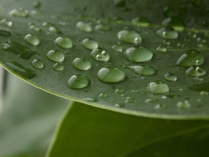Water drops