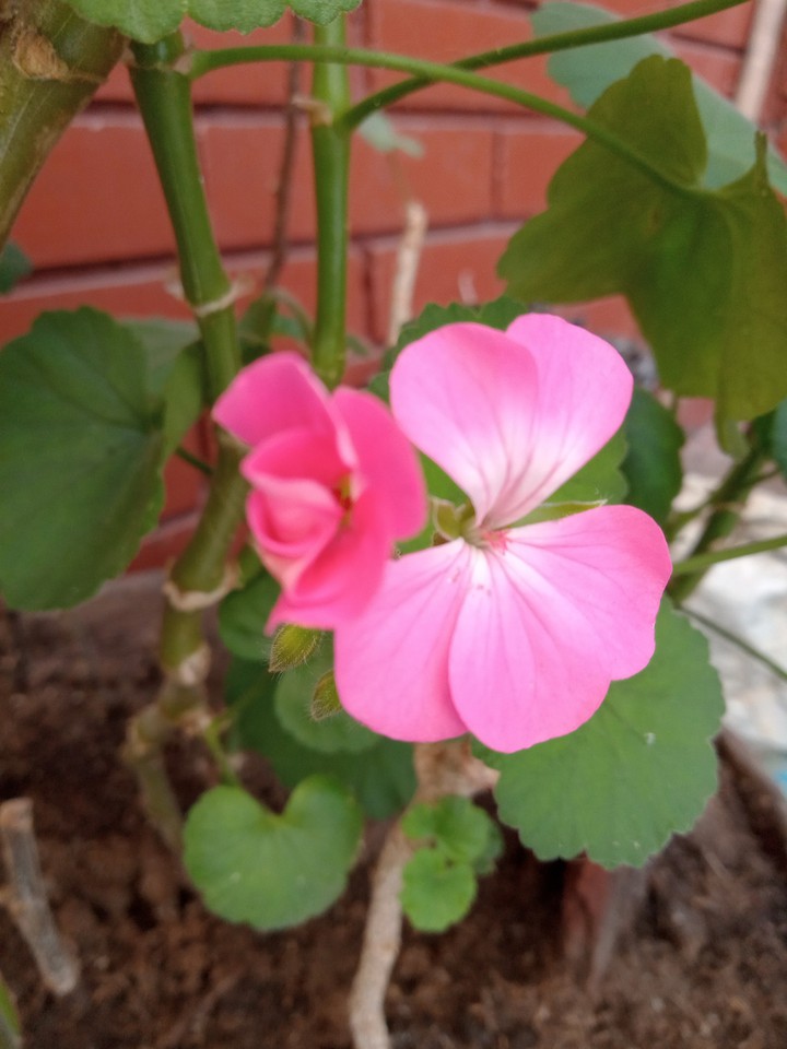 Novio rosado