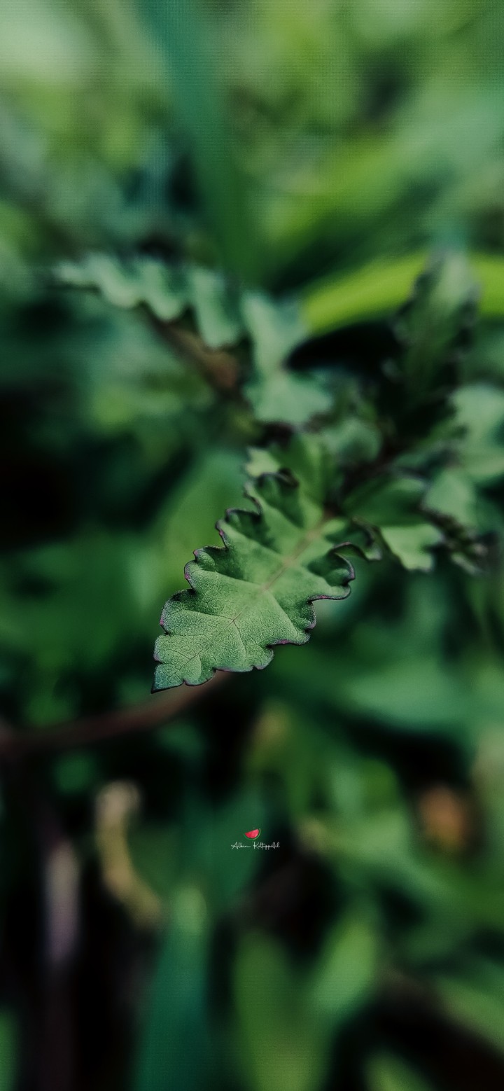 Greeny