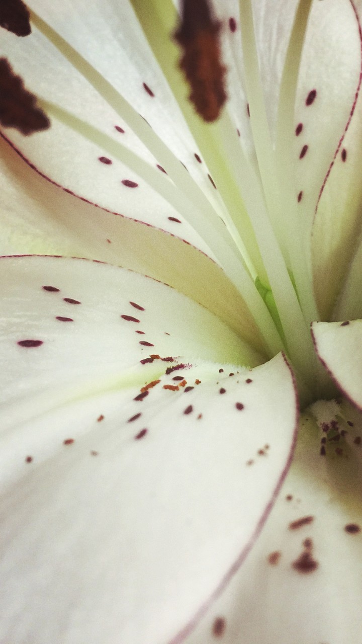 My beautiful flowers