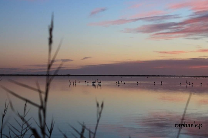 flamants  rose