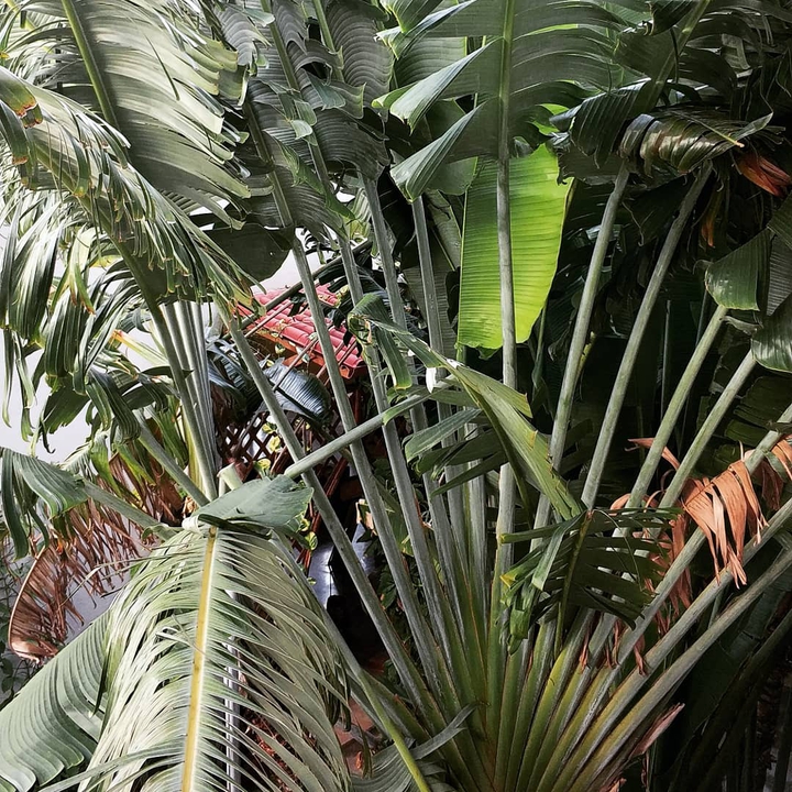 palm tree