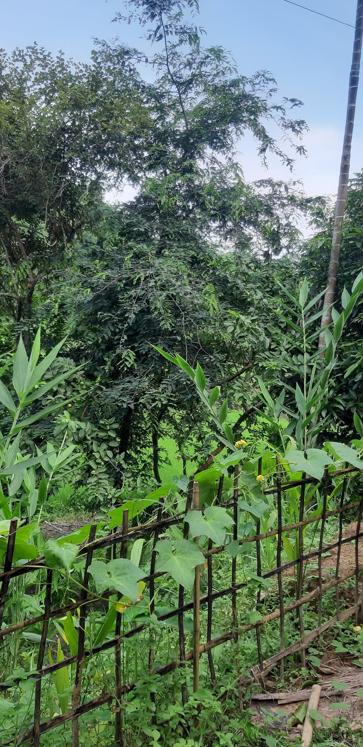 rural