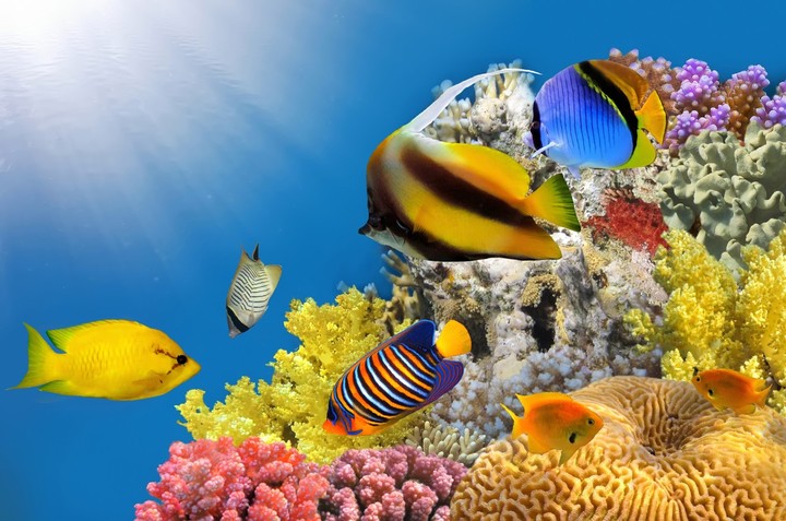 aquarium
