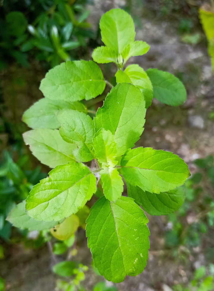 Tulshi