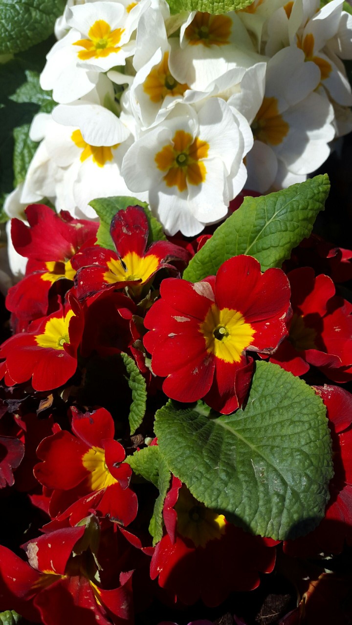 Flowers are always beautiful ☺