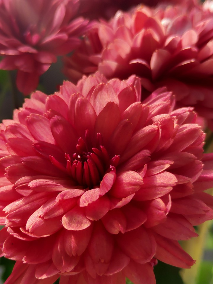 beautiful flower