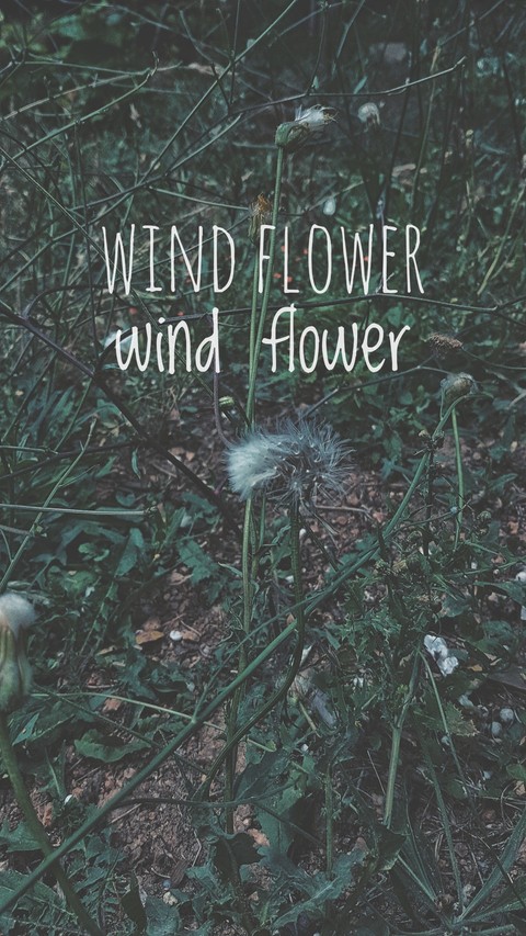 wind flower