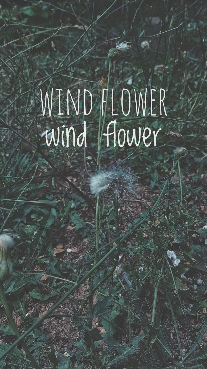 wind flower