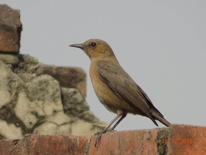 Bird