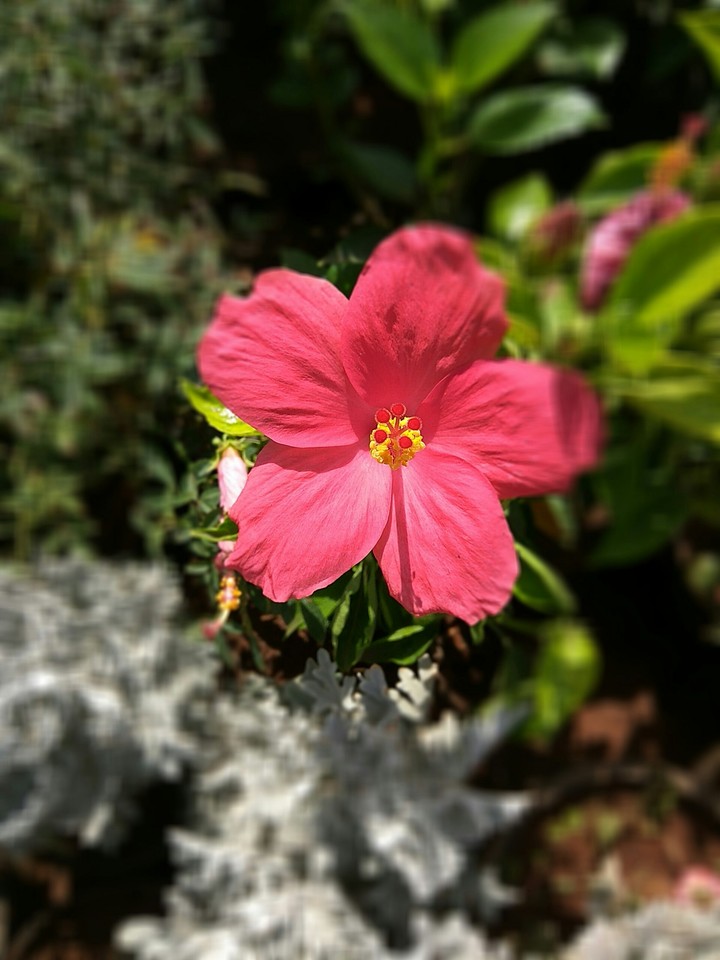 Flower Red 2