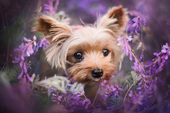 puppy