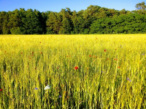 Rye field