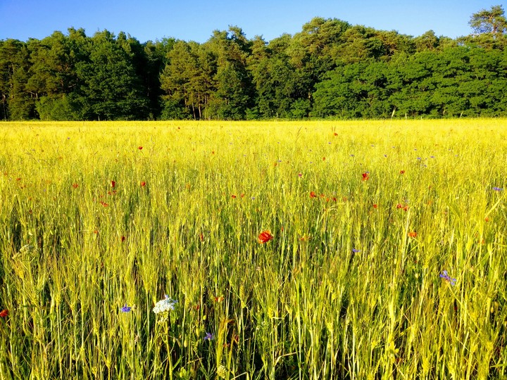 Rye field