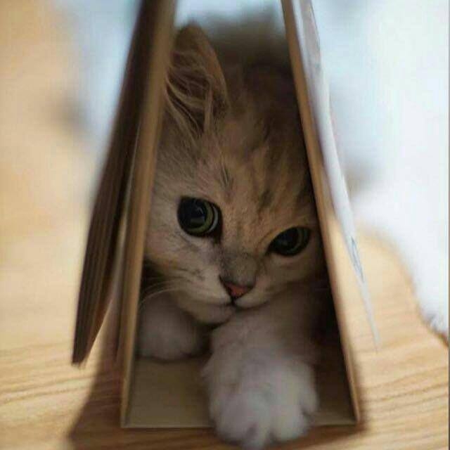 милота