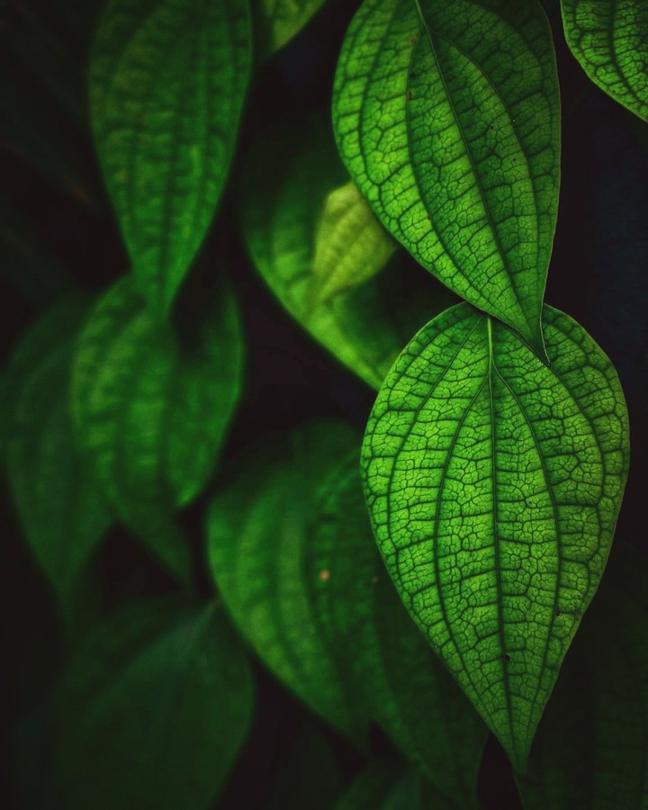 Mi A1