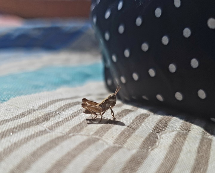 tiny